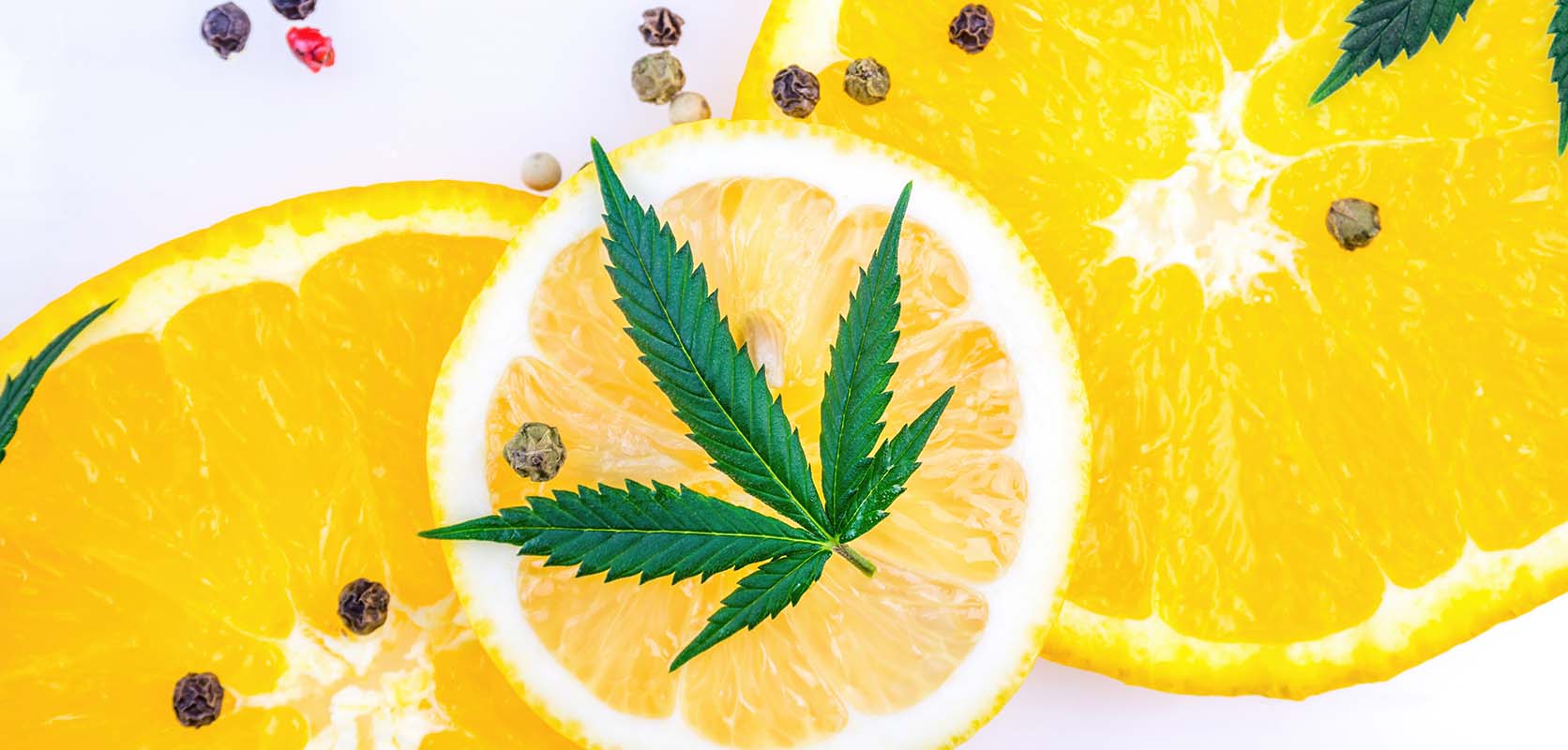 Lemon slices with cannabis leaves. weed dispensary to buy cheapweed online in Canada. Shatter. buy online weeds.