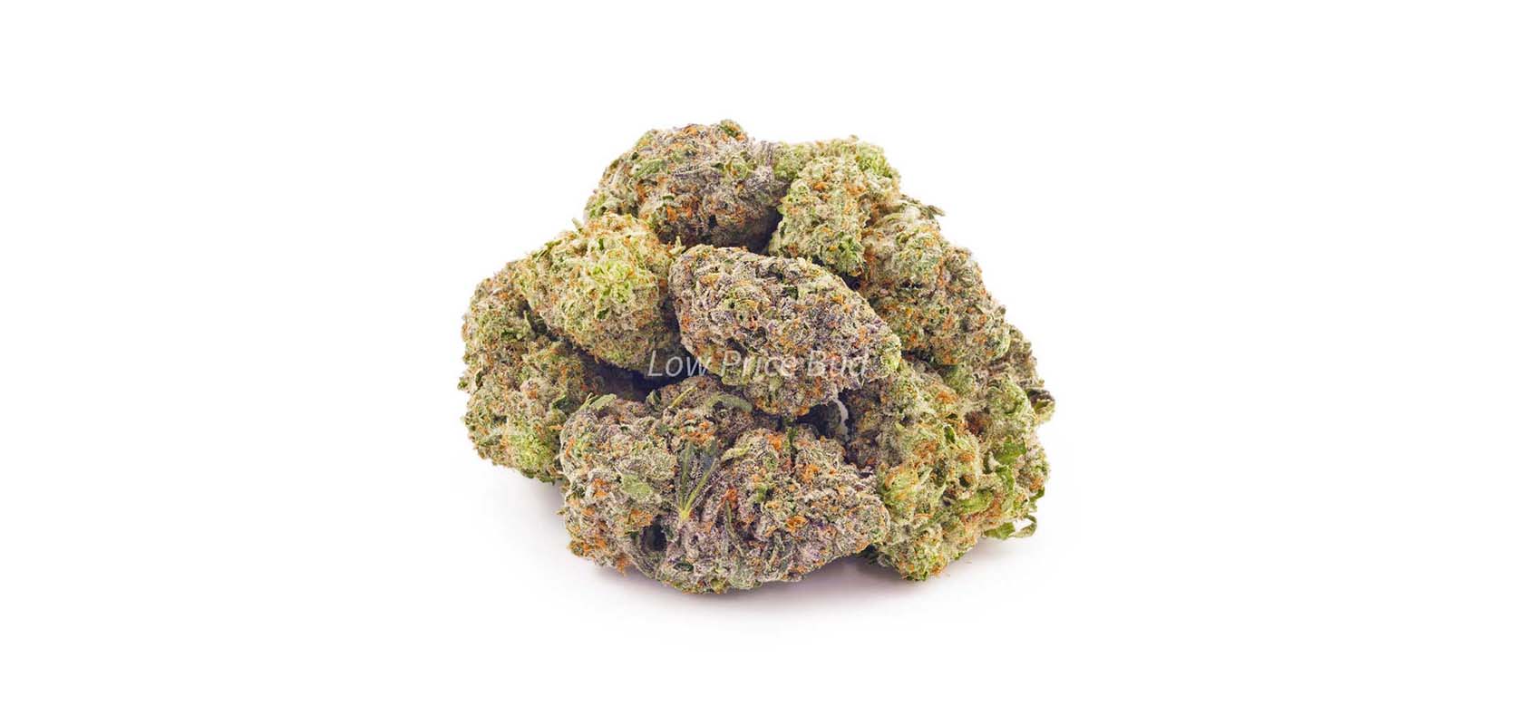 Buy weed Berry Gelato budget buds from Low Price Bud online dispensary Canada. ganjaexpress. moon rock weed. cannabis dispensary. weed stores.