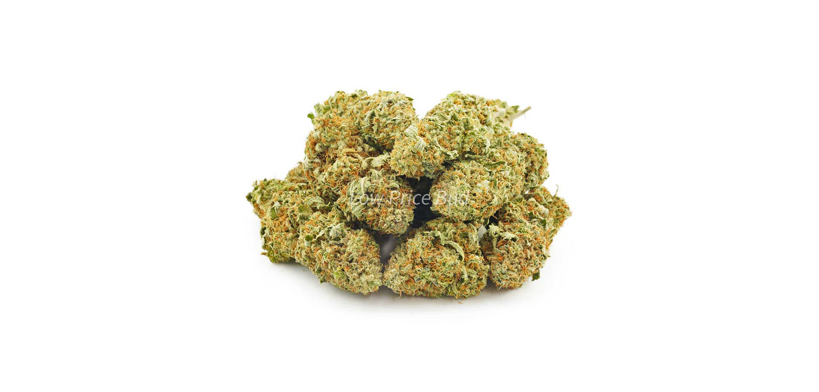 Buy Girl Scout Cookies weed online Canada at Low Price Bud online dispensary Canada. buy weed online canada. weed stores. budget buds.