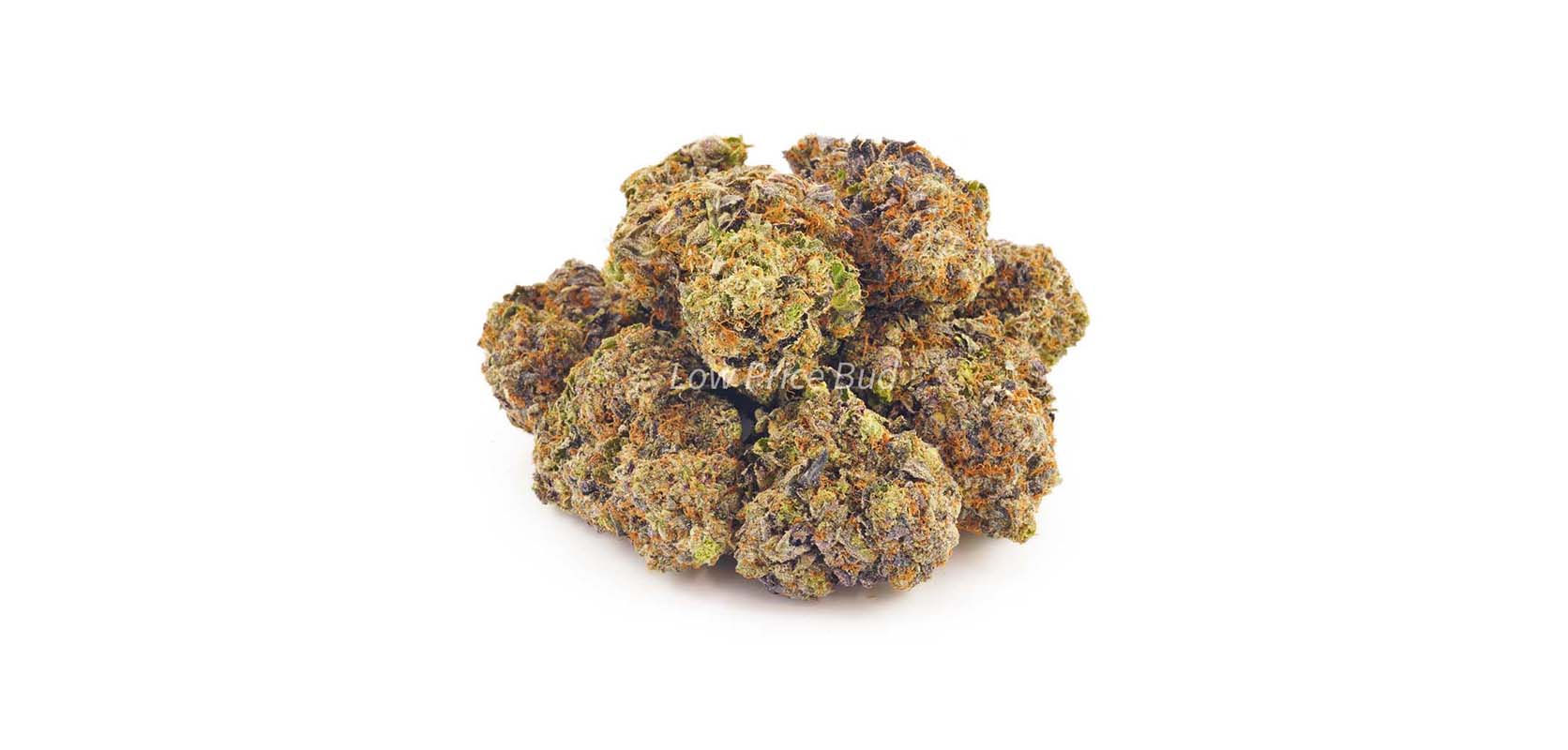 Buy Purple Gelato weed online Canada at Low Price Bud online dispensary to order weed online Canada.