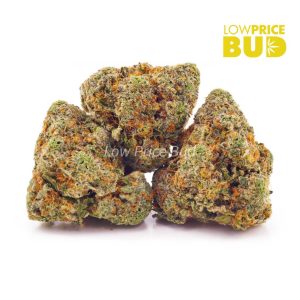Buy Sunset Sherbet (AAAA) online Canada