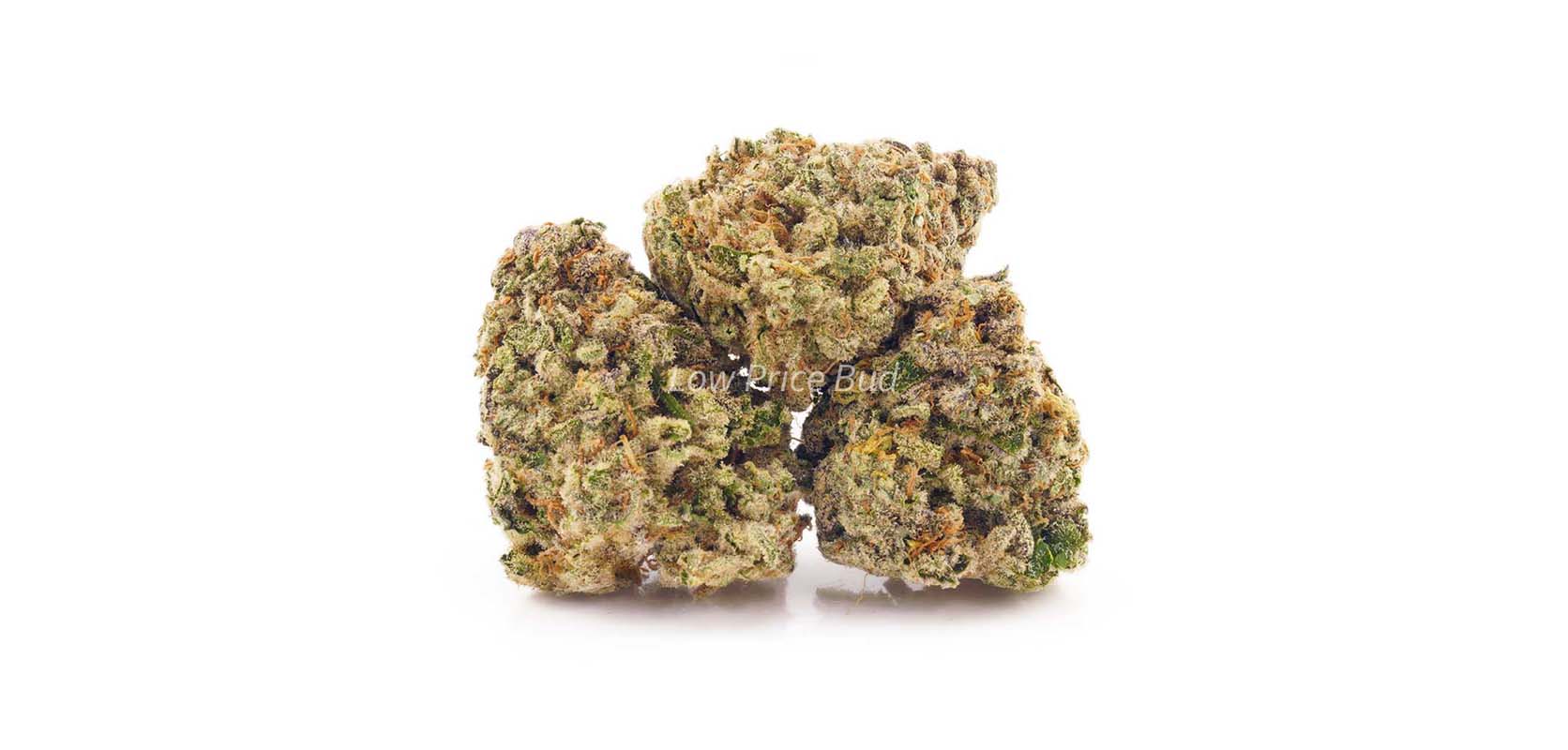 Super Lemon Haze AAAA Weed Strains & budget buds. Top mail order marijuana online weed dispensary for BC cannabis. Buy weed.