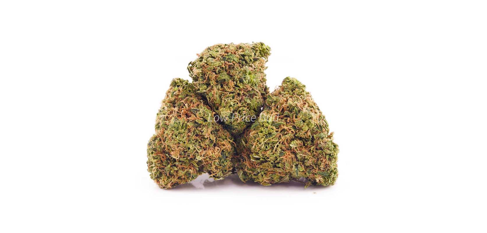 Sour Banana is a great alternative to the master scout strain. Buy weed online. Order weed online. Canadian online dispensary.