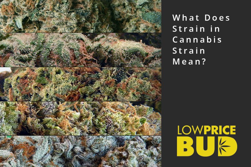 types of cannabis strains