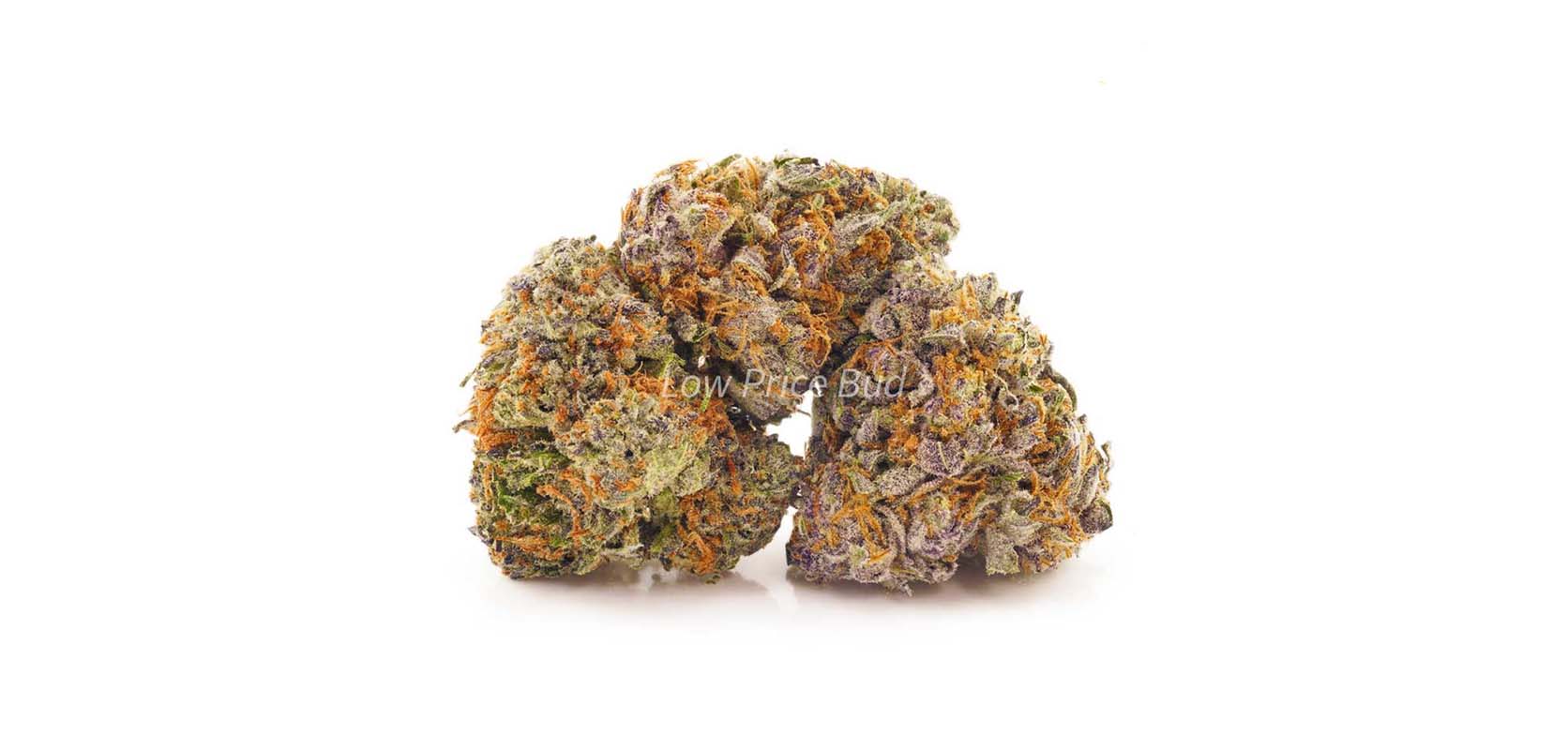 Alien Cookies weed online Canada. Value buds from Low Price Bud dispensary. Cheapweed mail order marijuana.