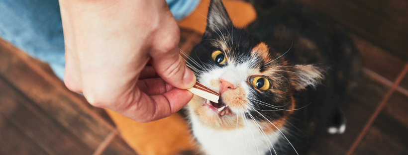 Can Your Pets Use CBD