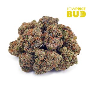 Buy Gary Payton (AAAA) online Canada