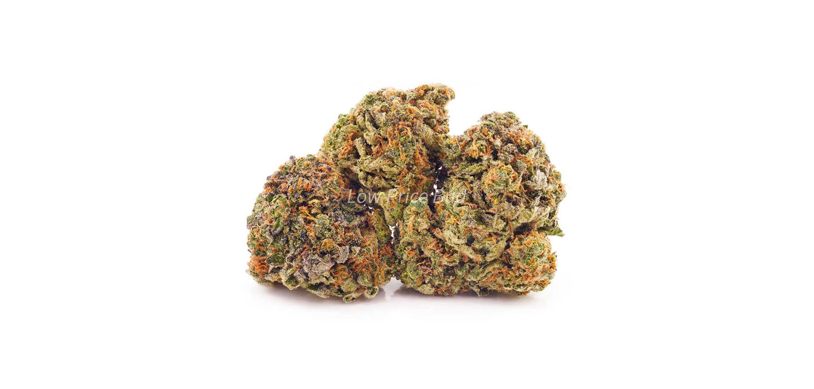 Buy Orange Creamsicle weed online Canada from Low Price Bud dispensary for BC cannabis. online dispensary canada to buy weeds online. cannabis canada. Dispencary.