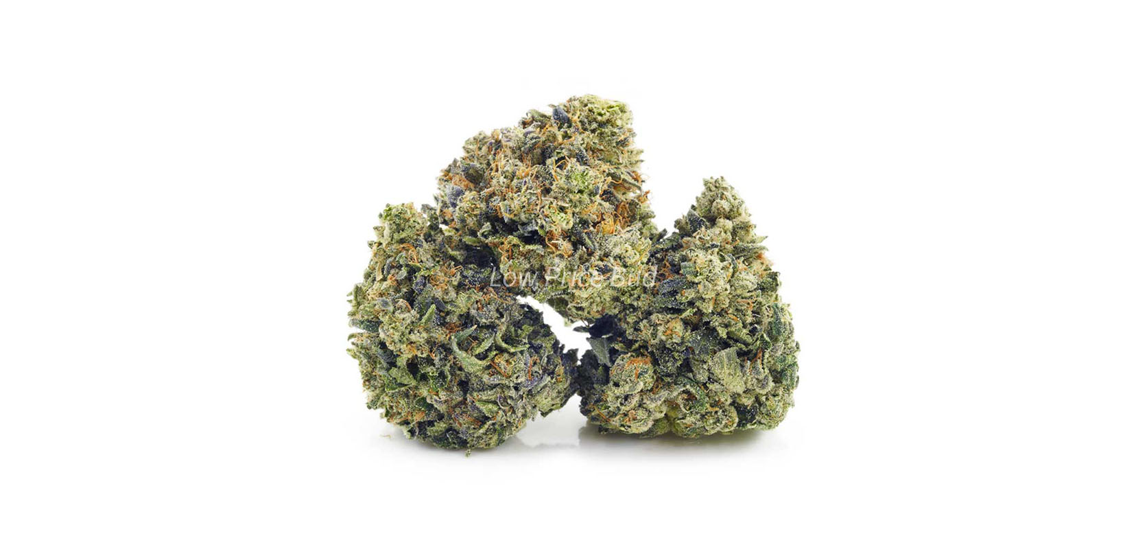 White Death budget buds. online dispensary canada. buy online weeds. weed online canada.