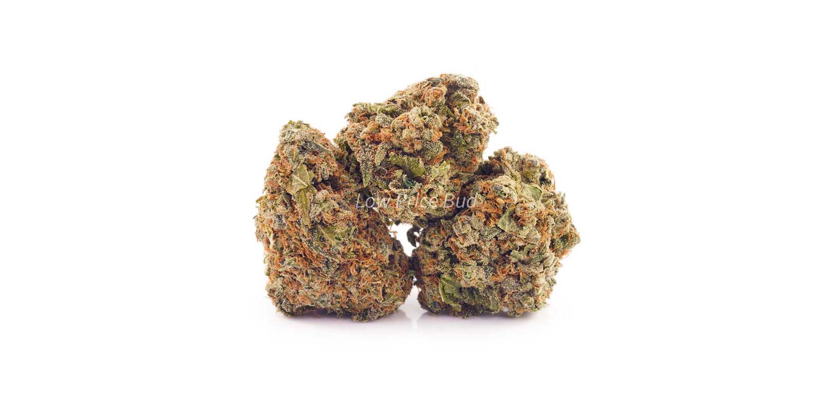 Northern Lights budget buds are some of the best weed for sex from an online dispensary in Canada. buy weed.