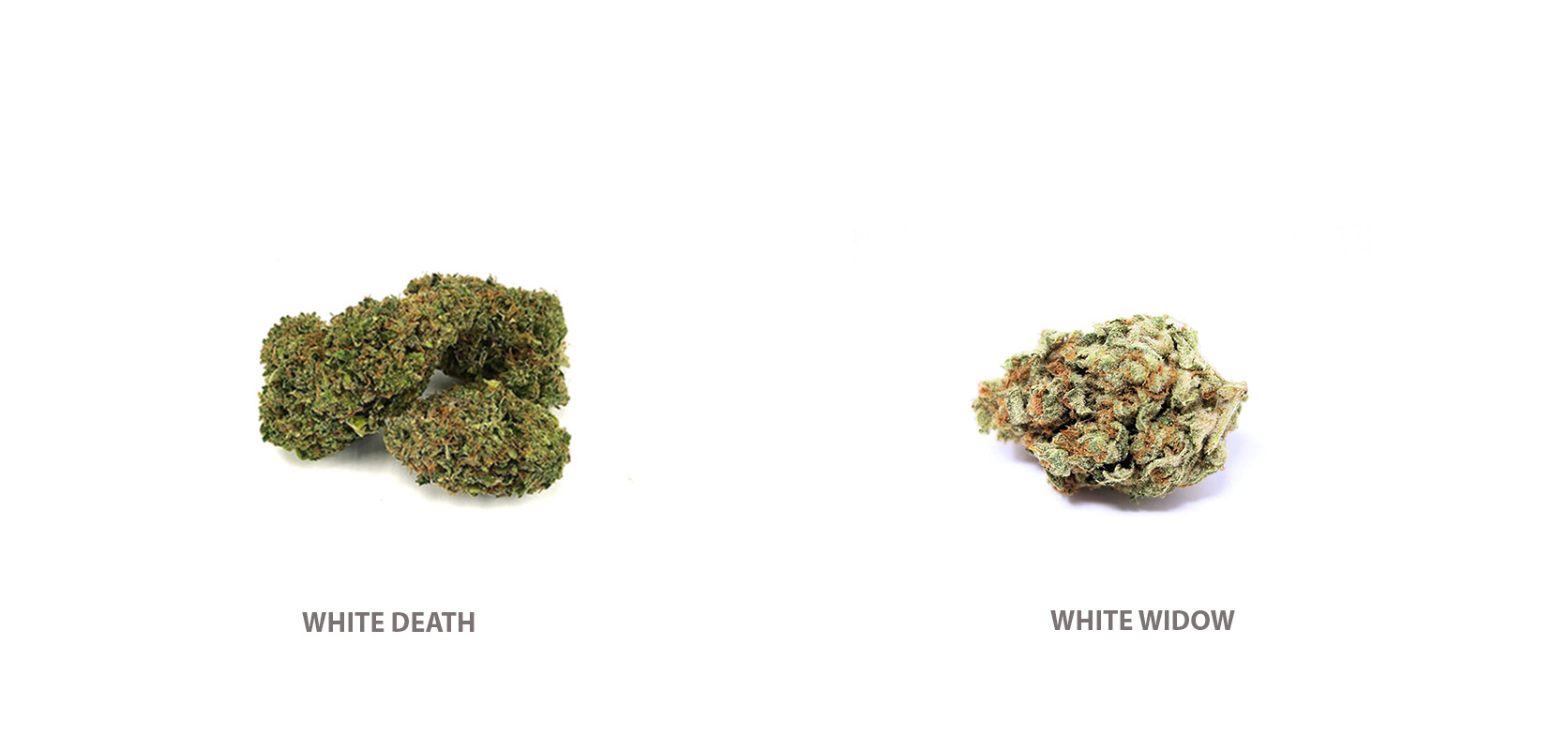 White widow and white death budget buds from Low Price Bud weed dispensary for BC cannabis and mail order marijuana. buy weed canada. mail order cannabis canada. concentrates canada. Dispencary.