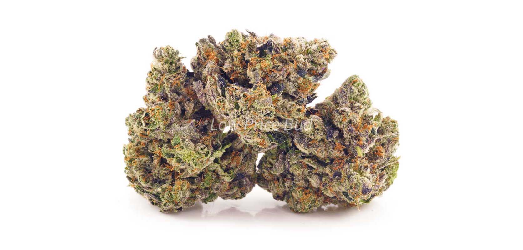 Platinum Bubba weed online Canada. Order weed online mail order marijuana from Low Price Bud weed dispensary.
