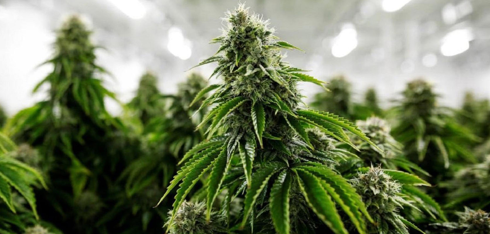 High Octane OG Strain cannabis plants under LED lights.  BC cannabis. Canadian online dispensary for mail order marijuana.