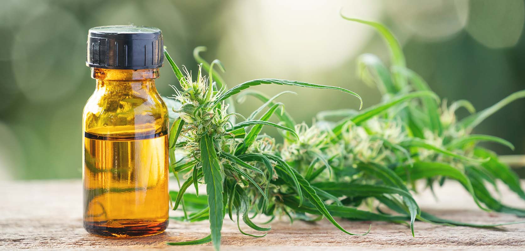 THC oil next to cannabis plant leaves. How much THC oil to feel relaxed? Buy cannabis oil online from weed dispensary for mail order marijuana. 