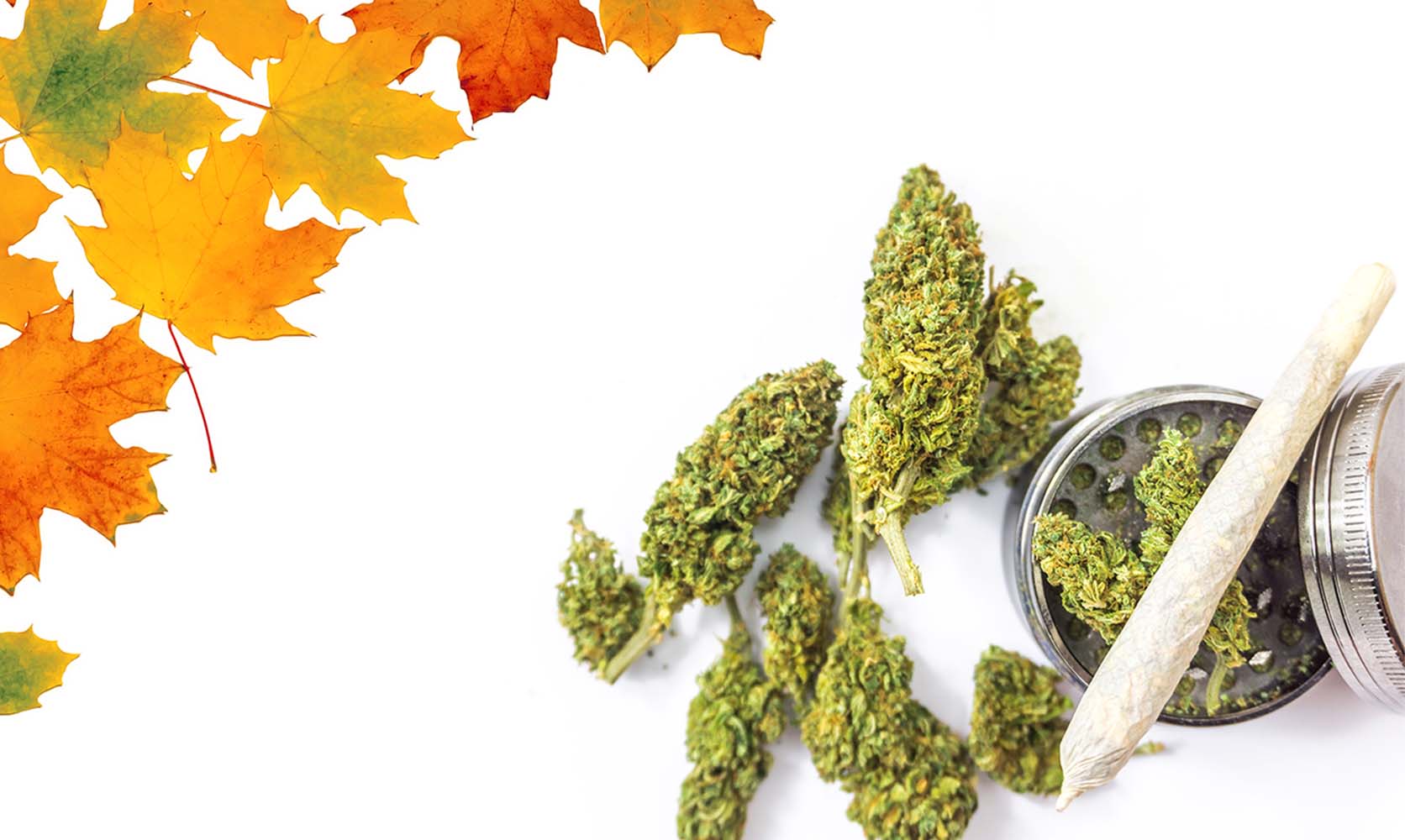 mail order marijuana in Canada concept. thc oil. budget buds. dispensary vancouver. cheap weed canada. Dispensary weed.