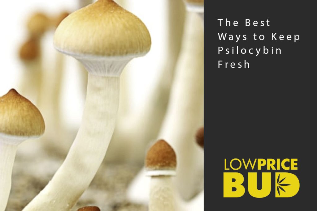 keep mushrooms fresh