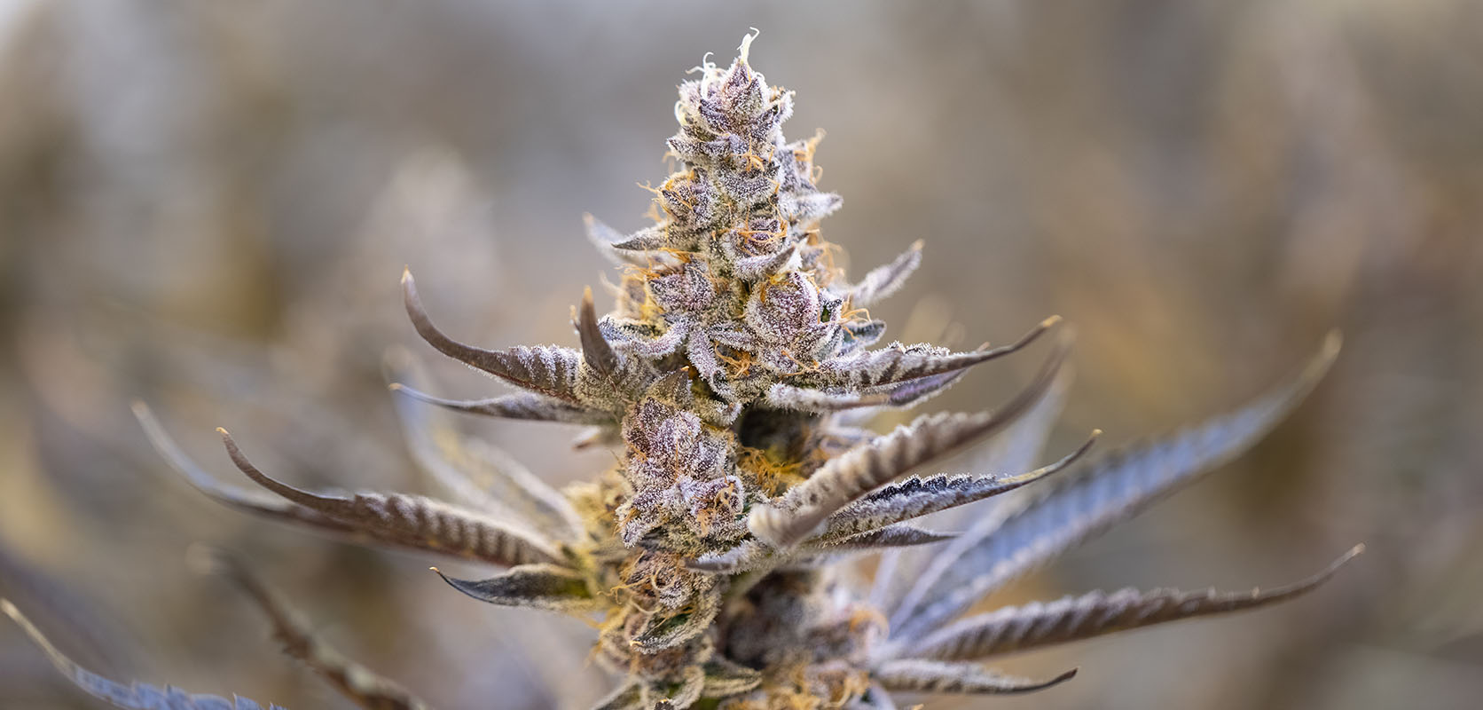 Close up of MAC 10 strain cannabis plant. Buy MAC 10 weed online in Canada at Low Price Bud weed dispensary and mail order marijuana weed store.