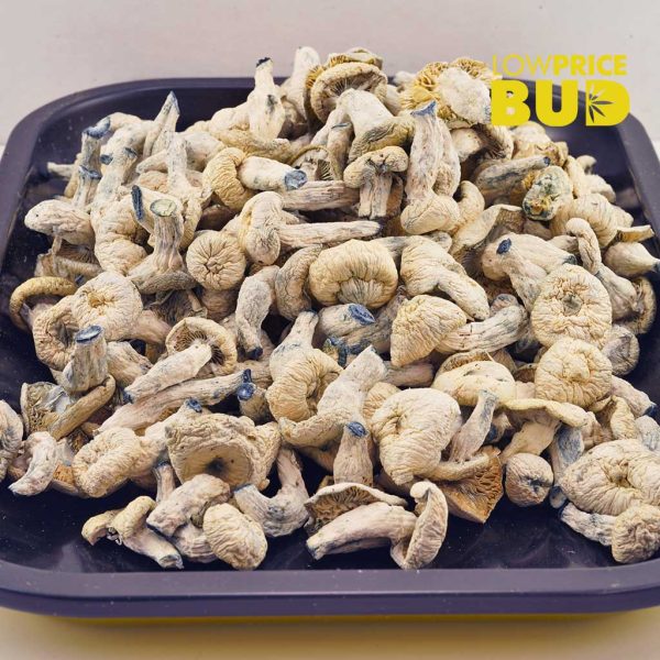 Buy Mushrooms – Albino Treasure Coast online Canada