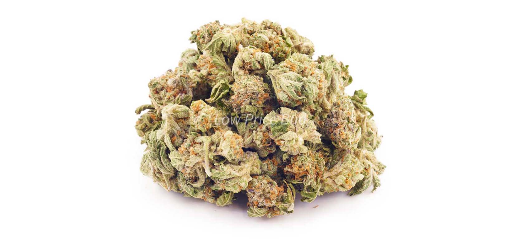 Blackberry strain budget buds from Low Price Bud online weed dispensary for weed online Canada, budget buds, gummys, and dispensary weed.