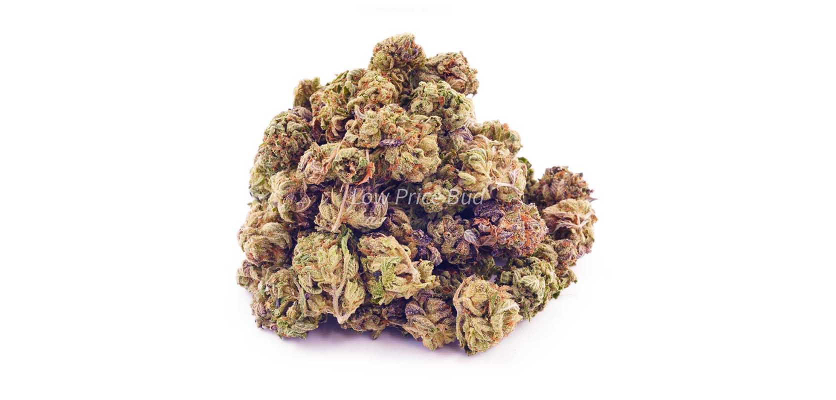 Blue Venom weed online Canada from Low Price Bud online dispensary for mail order marijuana BC cannabis.