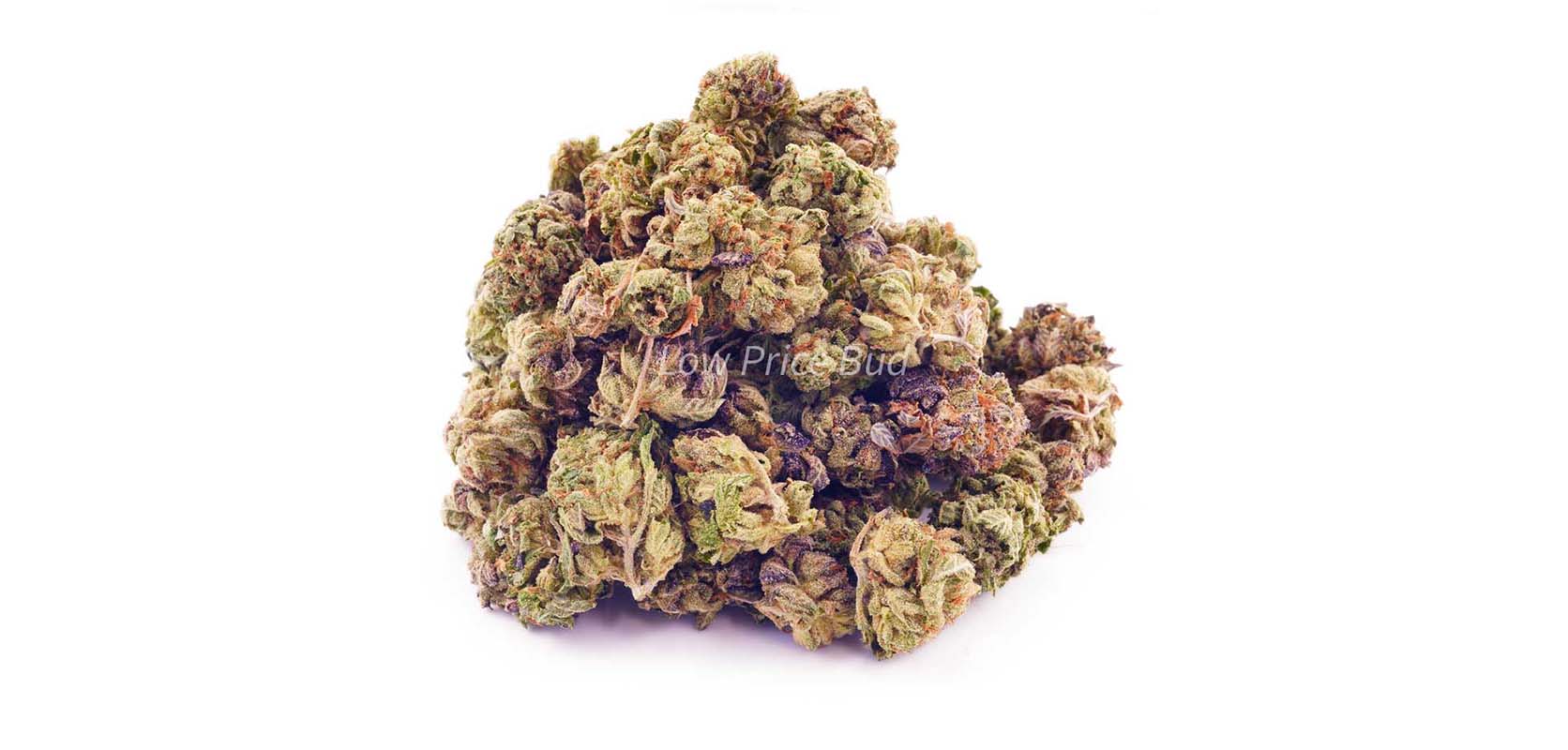 Blue Venom weed online Canada budget buds and cheap canna from Low Price Bud online dispensary weed store.