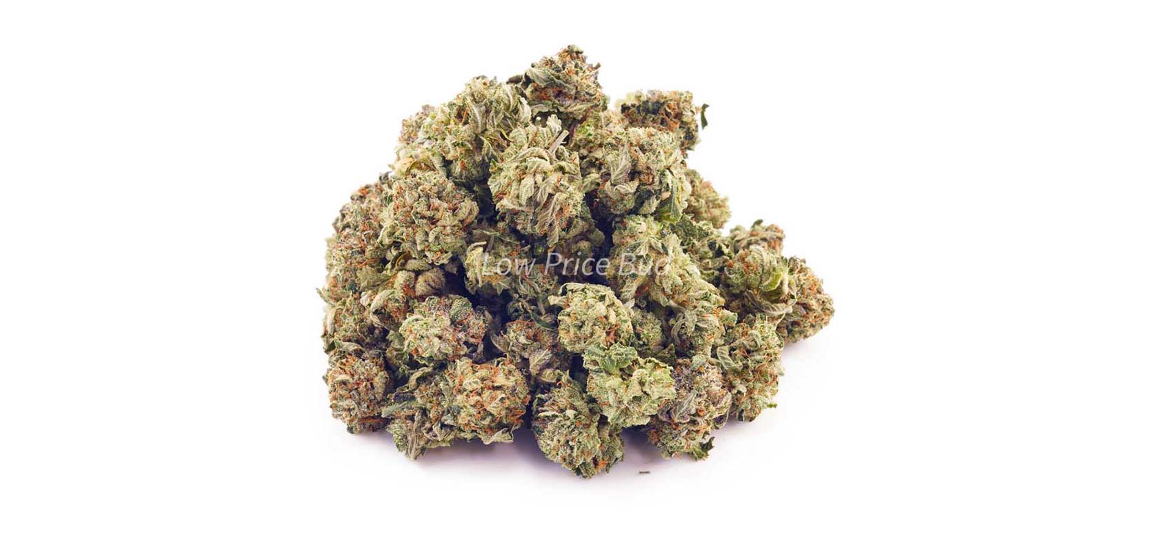 El Jefe budget buds dispensary weed from Low Price Bud online dispensary Canada to buy weed online for mail order marijuana weed delivery.