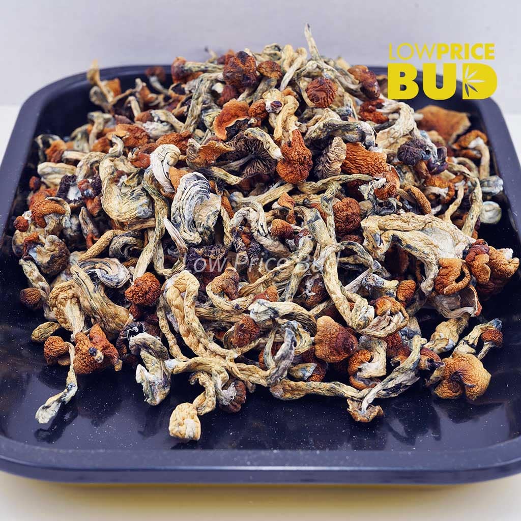 Mushrooms – Amazonian Buy Mushrooms – Amazonian online Canada