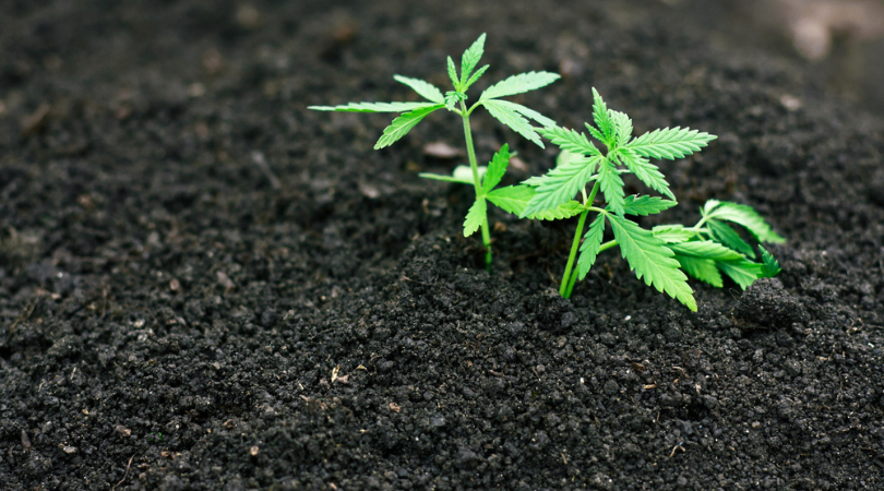 How To Make The Best Soil Mix For Growing Cannabis