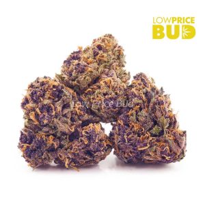 Buy Purple Crush (AA) online Canada