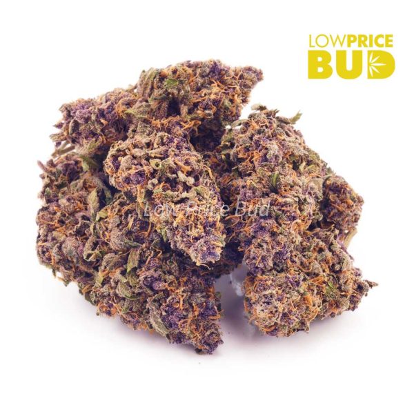 Buy Purple Crush (AA) online Canada