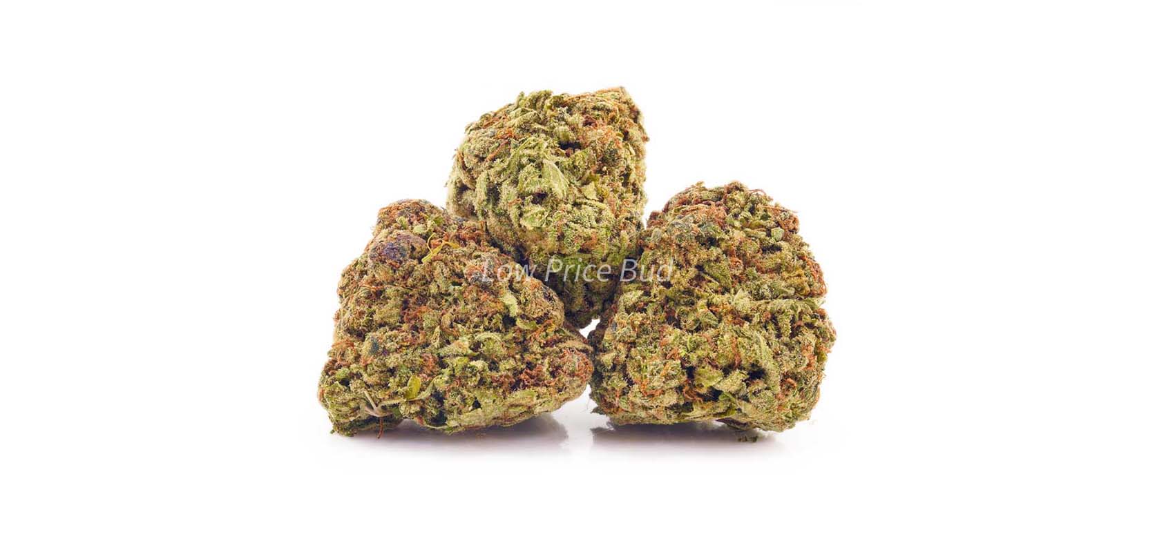 Amnesia Haze value buds and cheap canna. Buy weed online at Low Price Bud online dispensary and mail order marijuana weed store. 