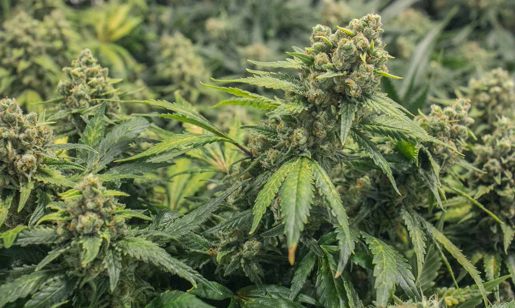 Strongest hybrid weed cannabis plants flowering outside. Online weed dispensary for mail order marijuana budget buds. cheap weed.