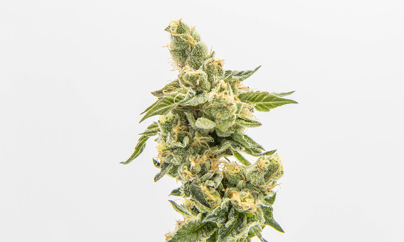 Cannabis plants growing Indica strains in Canada. Buy weed online from Low Price Bud online dispensary for mail order marijuana and budget buds.