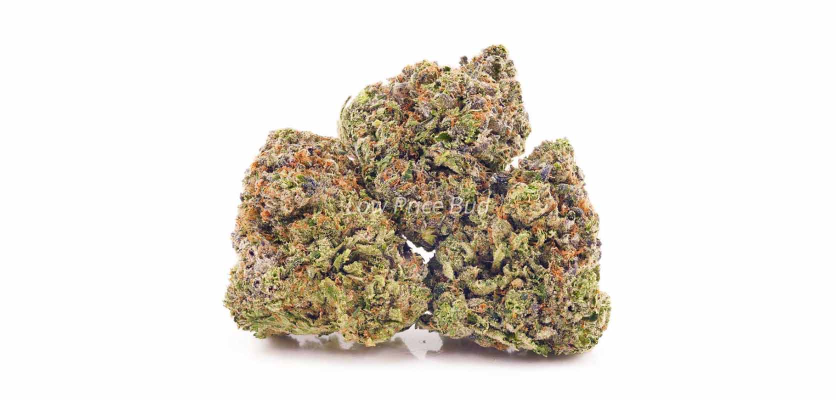 Couch-Lock weed online in Canada from BC cannabis online dispensary Low Price Bud mail order marijuana weed store.
