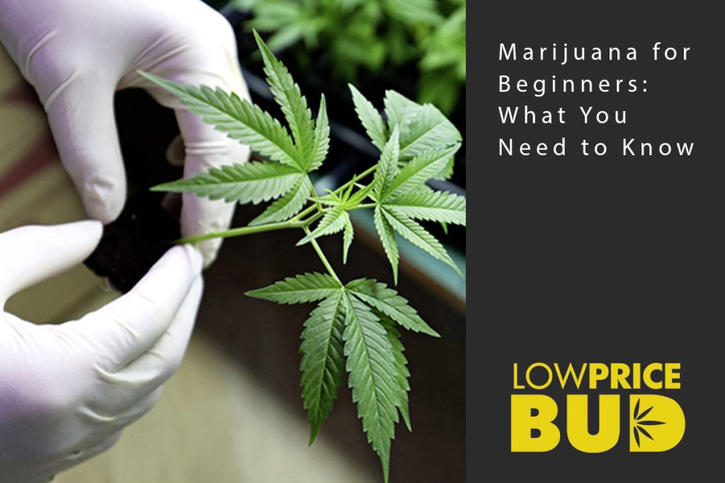 marijuana for beginners