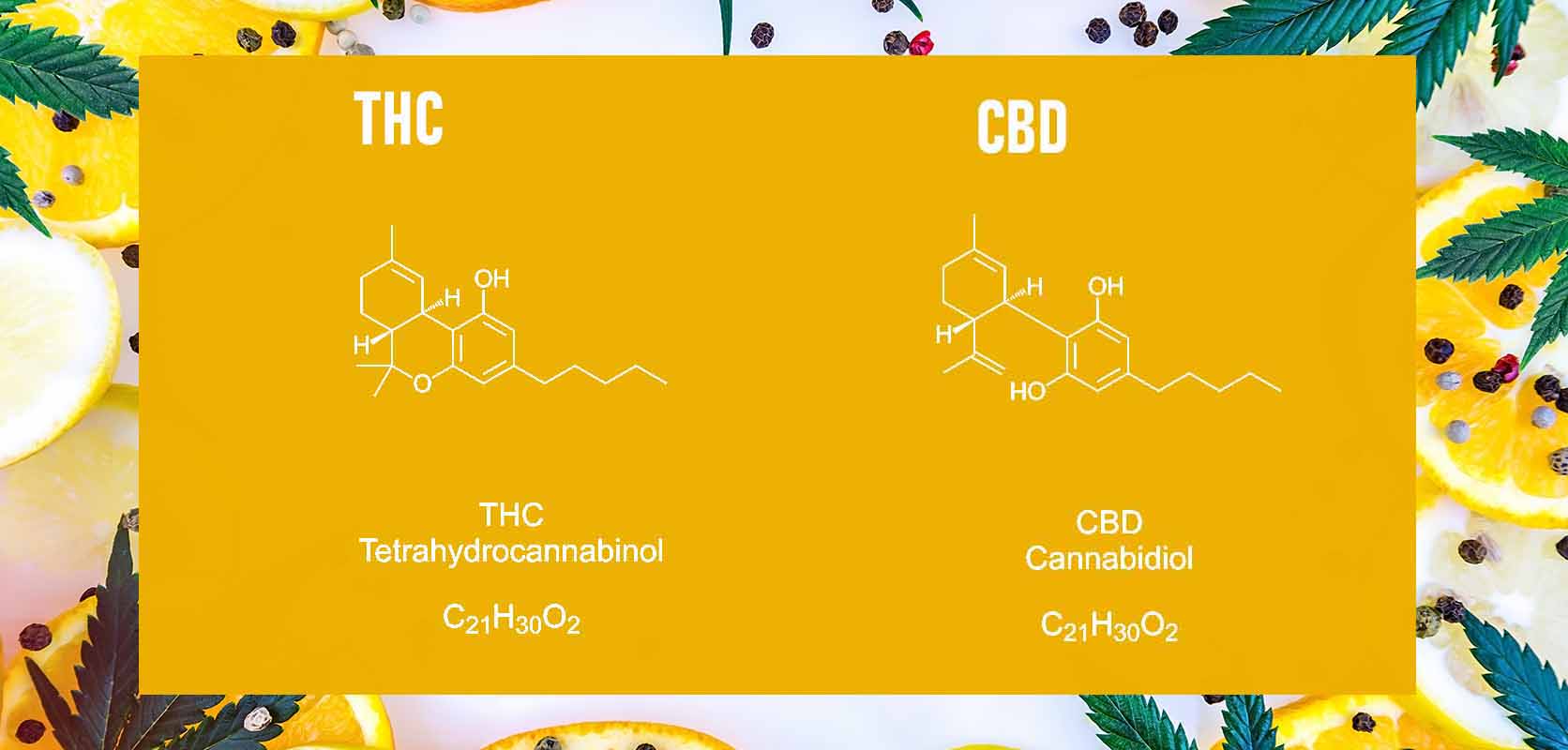 THC & CBD chemical diagram. what is the strongest hybrid strain? buy weed online in Canada from mail order marijuana online dispensary Low Price Bud.
