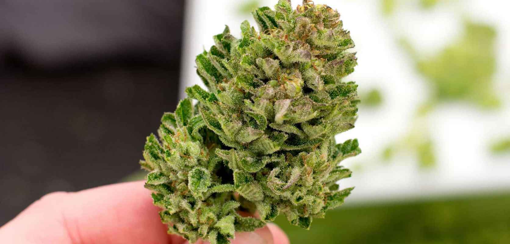 Buying weed online in Canada has never been easier with the availability of reliable weed dispensaries such as LowPriceBud. 