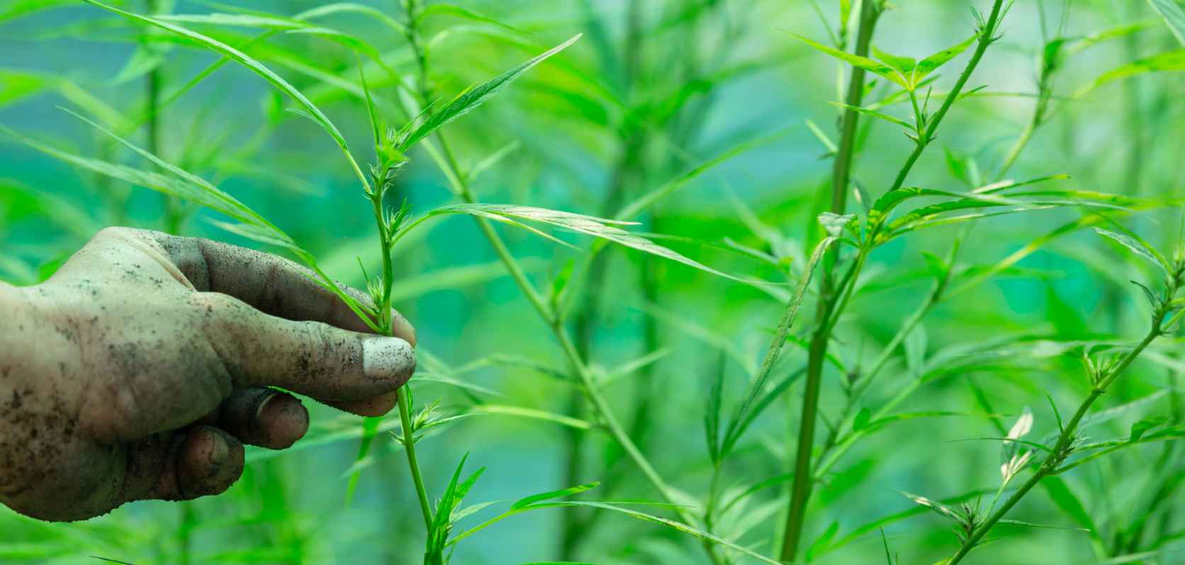 Weed stems contain little to no THC, you'd need to smoke a boatload to begin to feel any psychoactive effects. The weed stems essentially act as fodder for the fire.