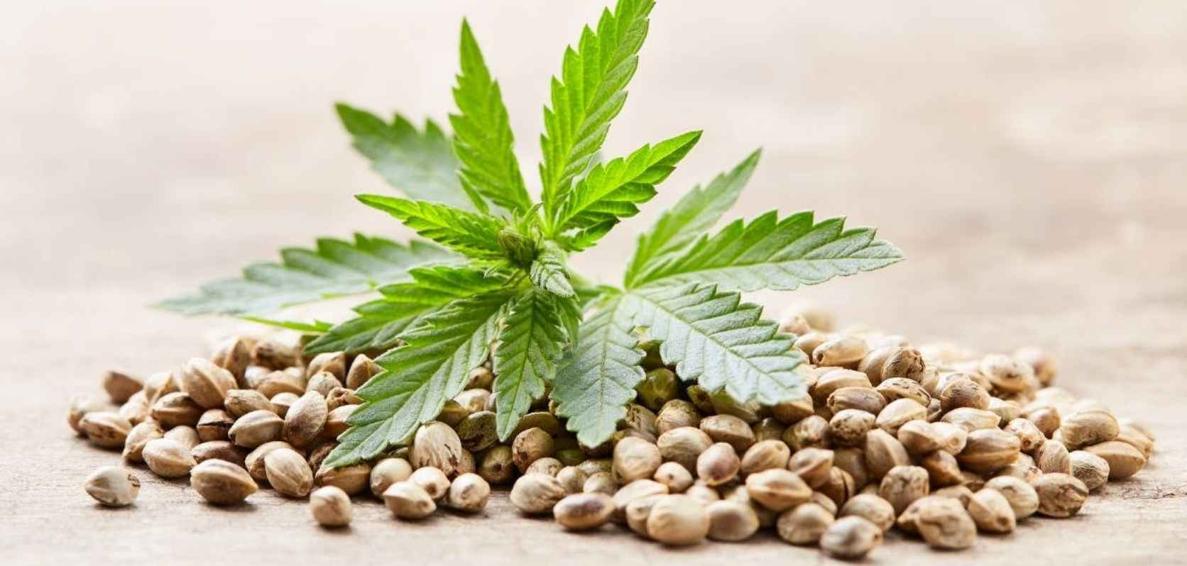 Yes, you can crush cannabis seeds and smoke them. But no, you shouldn't smoke cannabis seeds. Marijuana seeds contain very little THC—not nearly enough to get you high.
