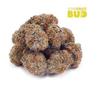 Critical Kush (AAAA) Buy Critical Kush (AAAA) online Canada