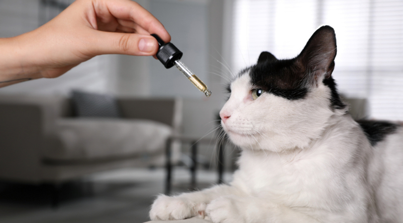 How To Find The Best CBD Oil For Your Cat’s Pain Or Anxiety