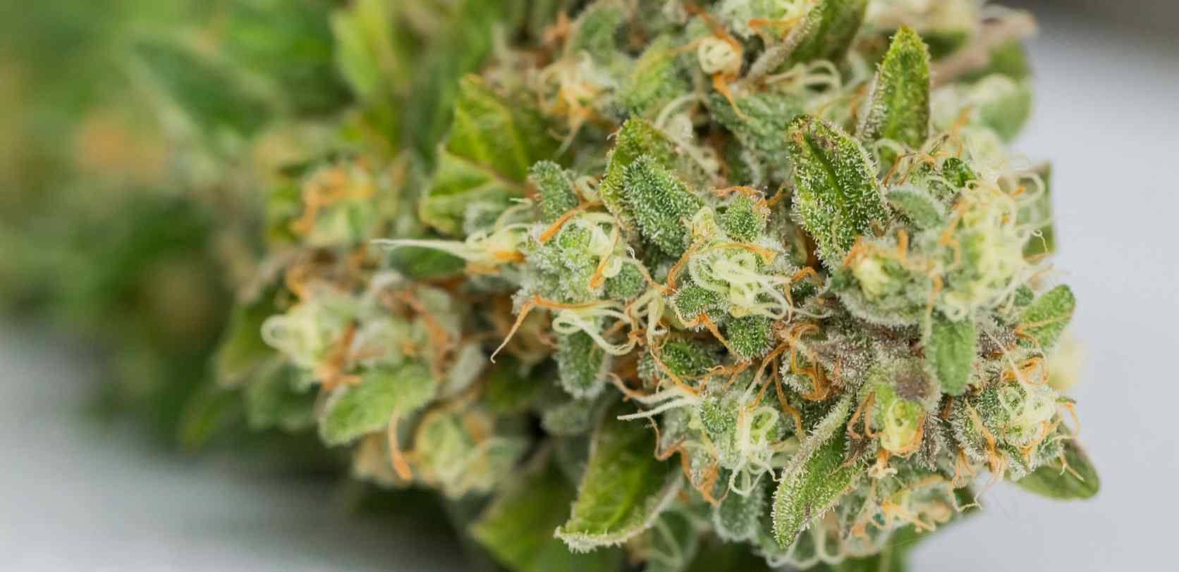 Finally, Hybrid strains offer the best of both Sativa and Indica. They are usually grown in greenhouses or on farms, and they are made by blending Sativa and Indica strains. 
