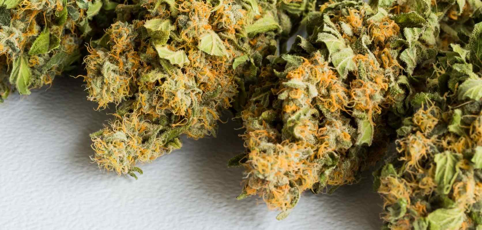 Indica, on the other hand, comes from Cannabis Indica and is native to Turkey, Pakistan, India, and Afghanistan. The plant is often described as stocky and short with chunky leaves. 