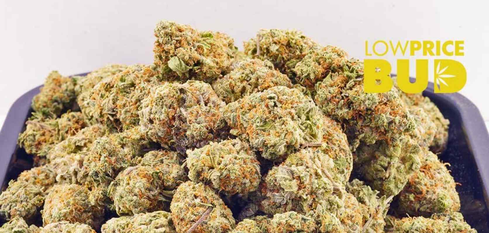 If you are looking for a nearly equal ratio of Sativa and Indica (55 percent Sativa and 45 percent Indica to be precise), there's nothing as mind-blowing as the famous Jack Herer (AAAA). 