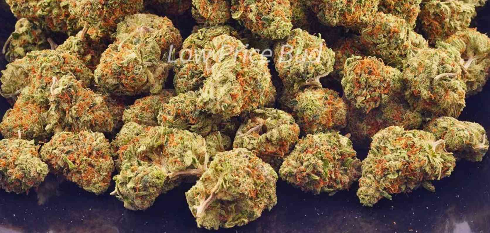 Buy Nuken weed online today from LowPriceBud, and we will deliver it straight to your doorstep anywhere in Canada!