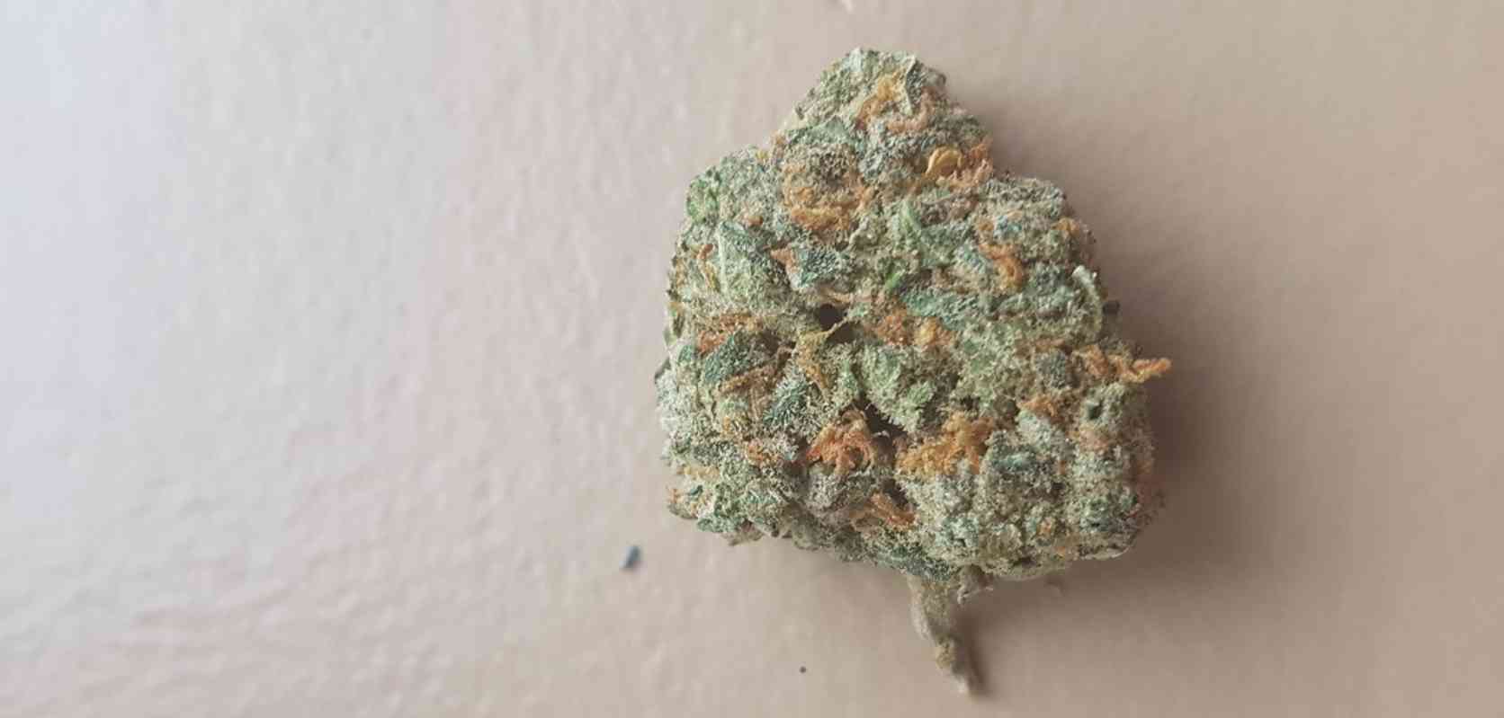 Nuken strain is one of the few cannabis buds making waves among North American stoners. 