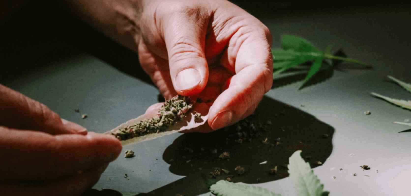Once you are done grinding your herb, proceed to roll a large joint. Note that this is typically bigger than a regular joint in terms of length and thickness. 