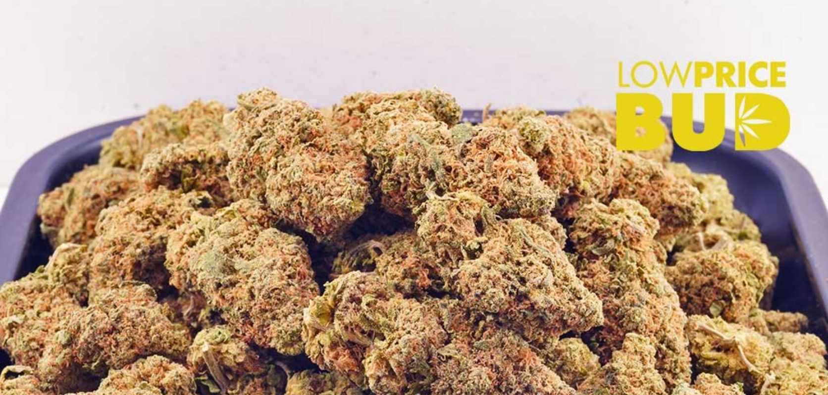 Another legend among cannabis strains for beginners is Super Skunk (AA), a high-quality Indica-leaning hybrid with around 17 to 18 percent THC. 