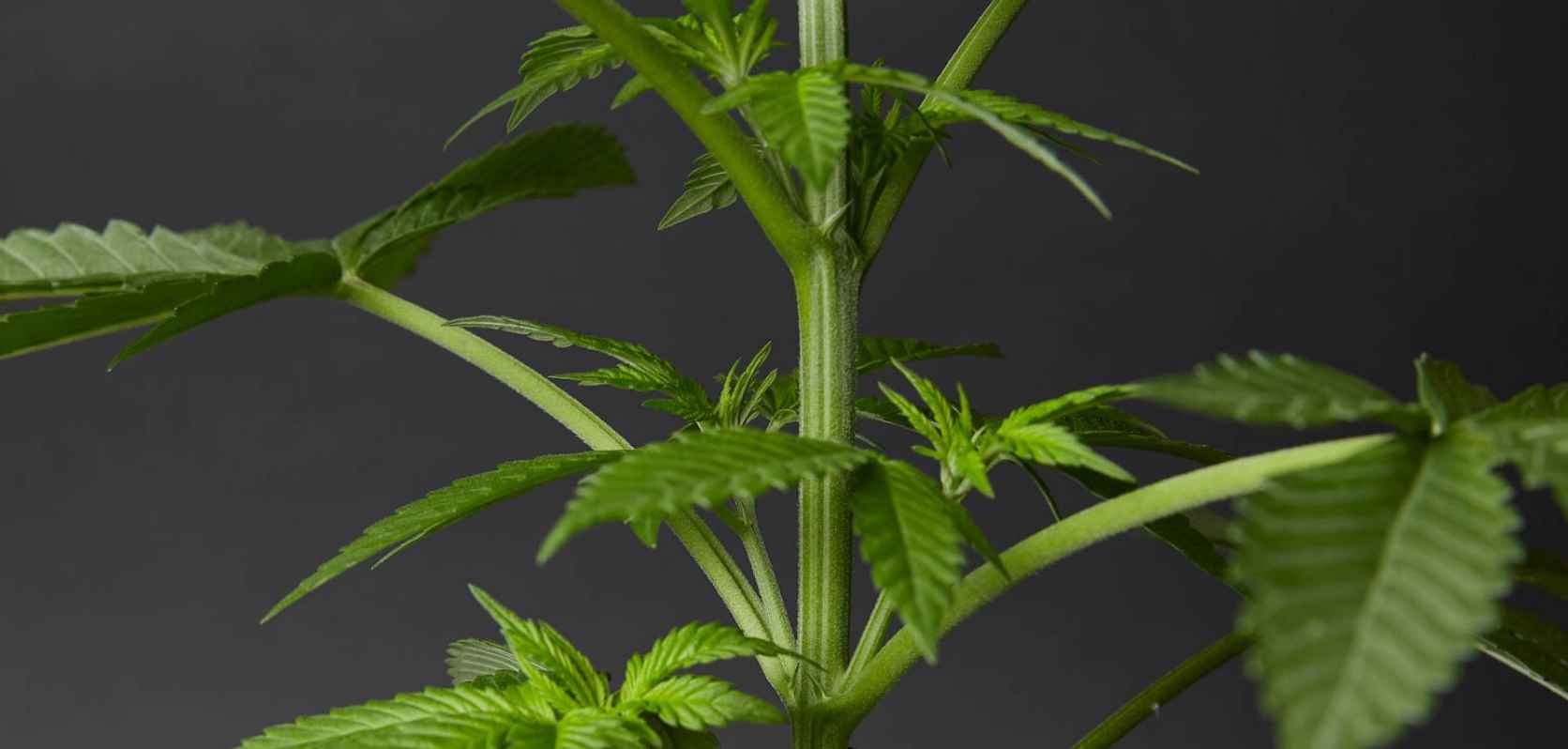 Weed stems are tiny stalky, stick-like pieces that can sometimes be found in your cannabis flower.
