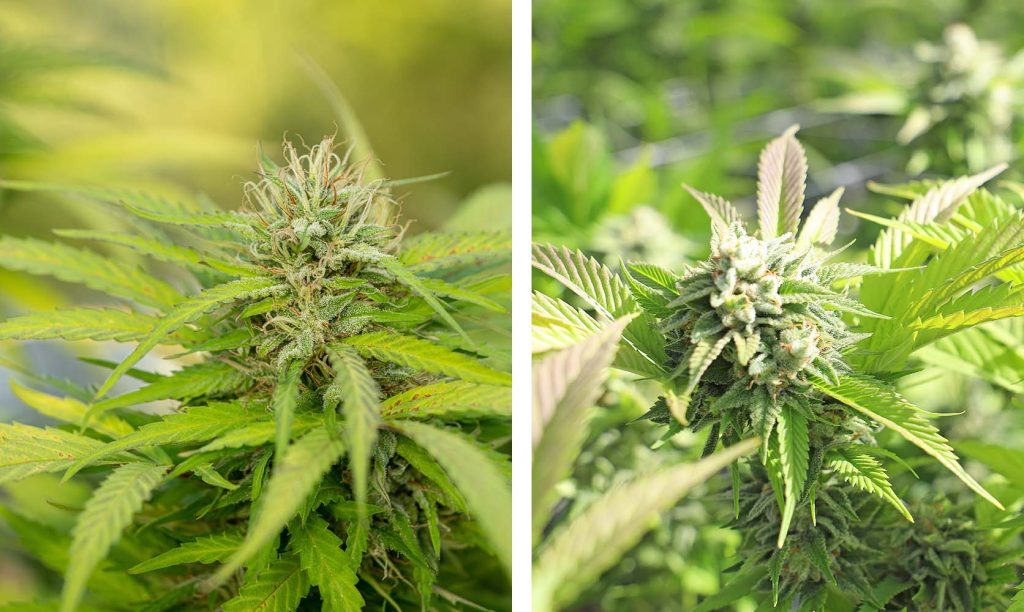 Two cannabis plants showing the difference between indica and sativa weed strains from BC cannabis online dispensary weed store.